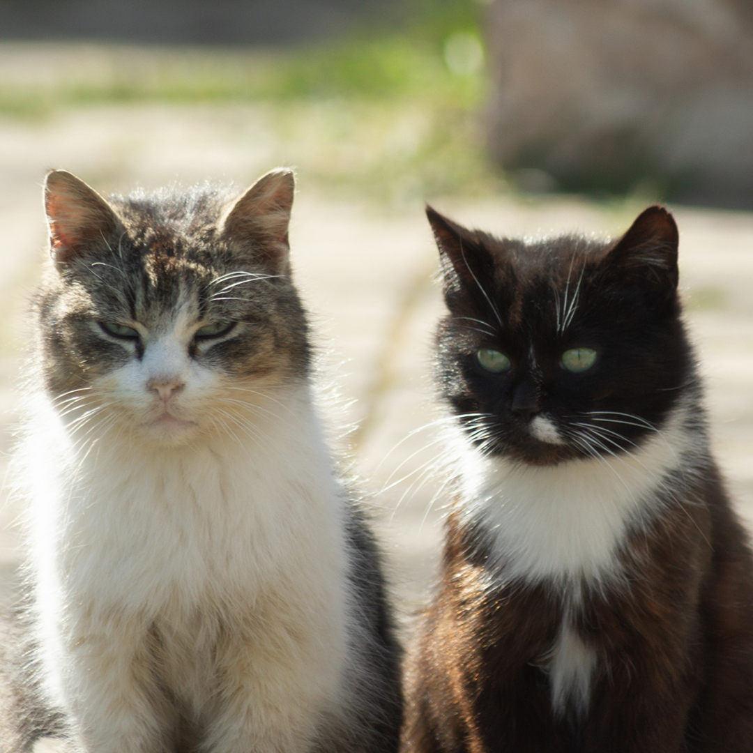 PawsWatch Community Cat Center Barn Program