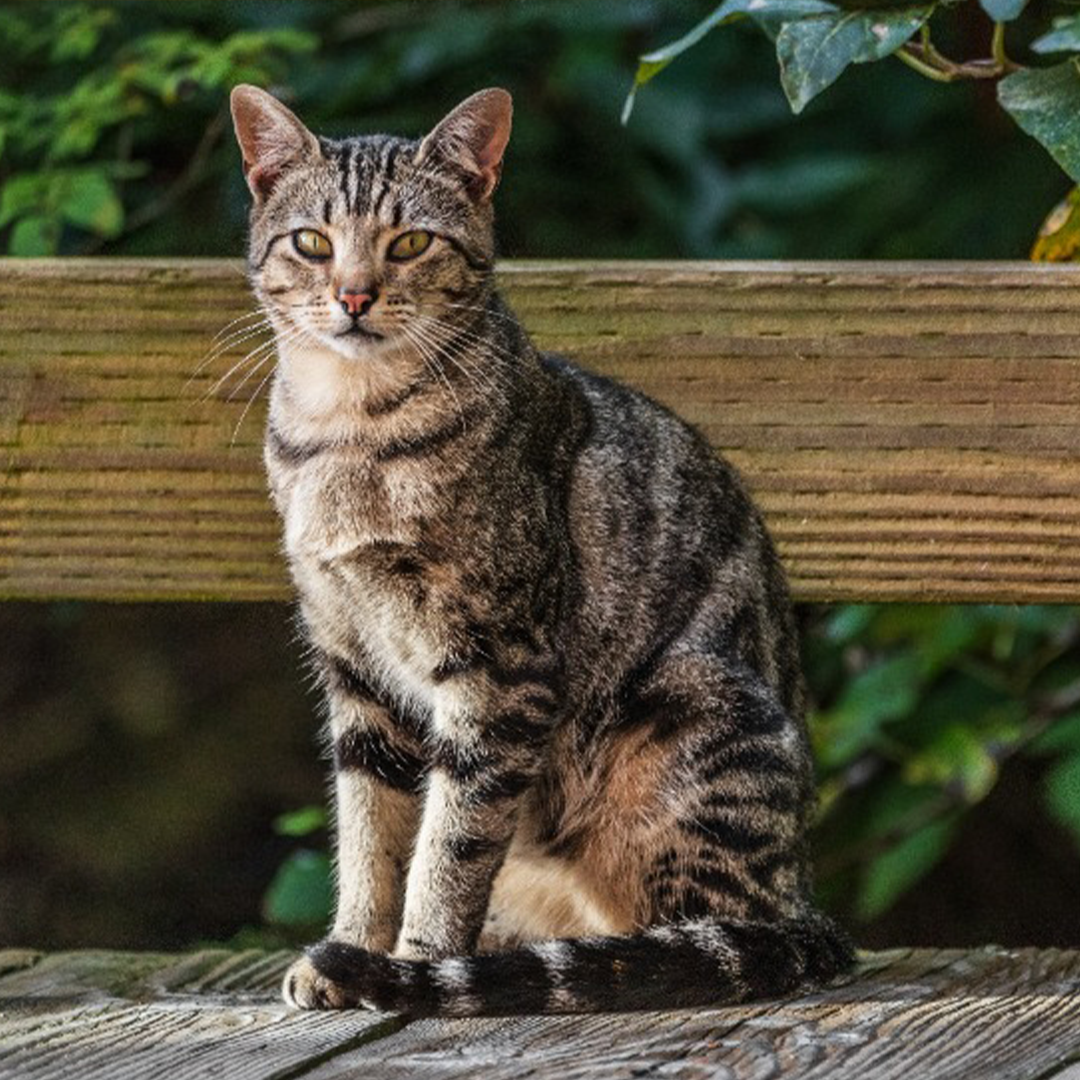 PawsWatch Community Cat Center PWCC