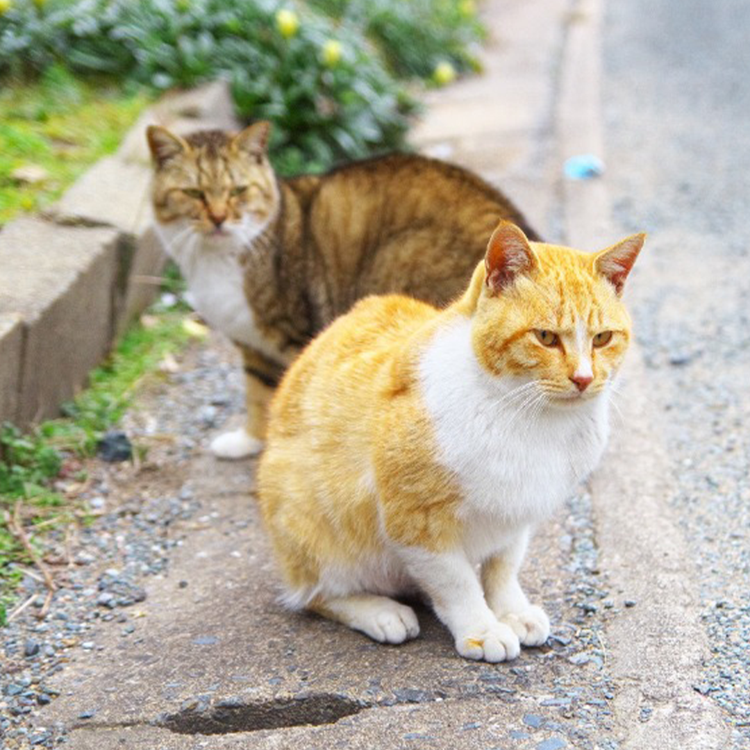 PawsWatch Community Cat Center_