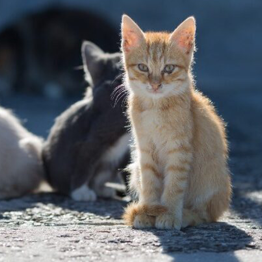 PawsWatch Community Cat Center TNRM