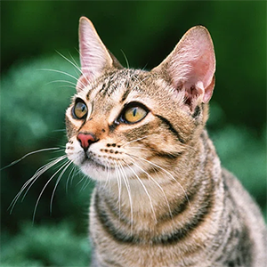 PawsWatch TNR Help