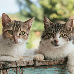 Two cats outside