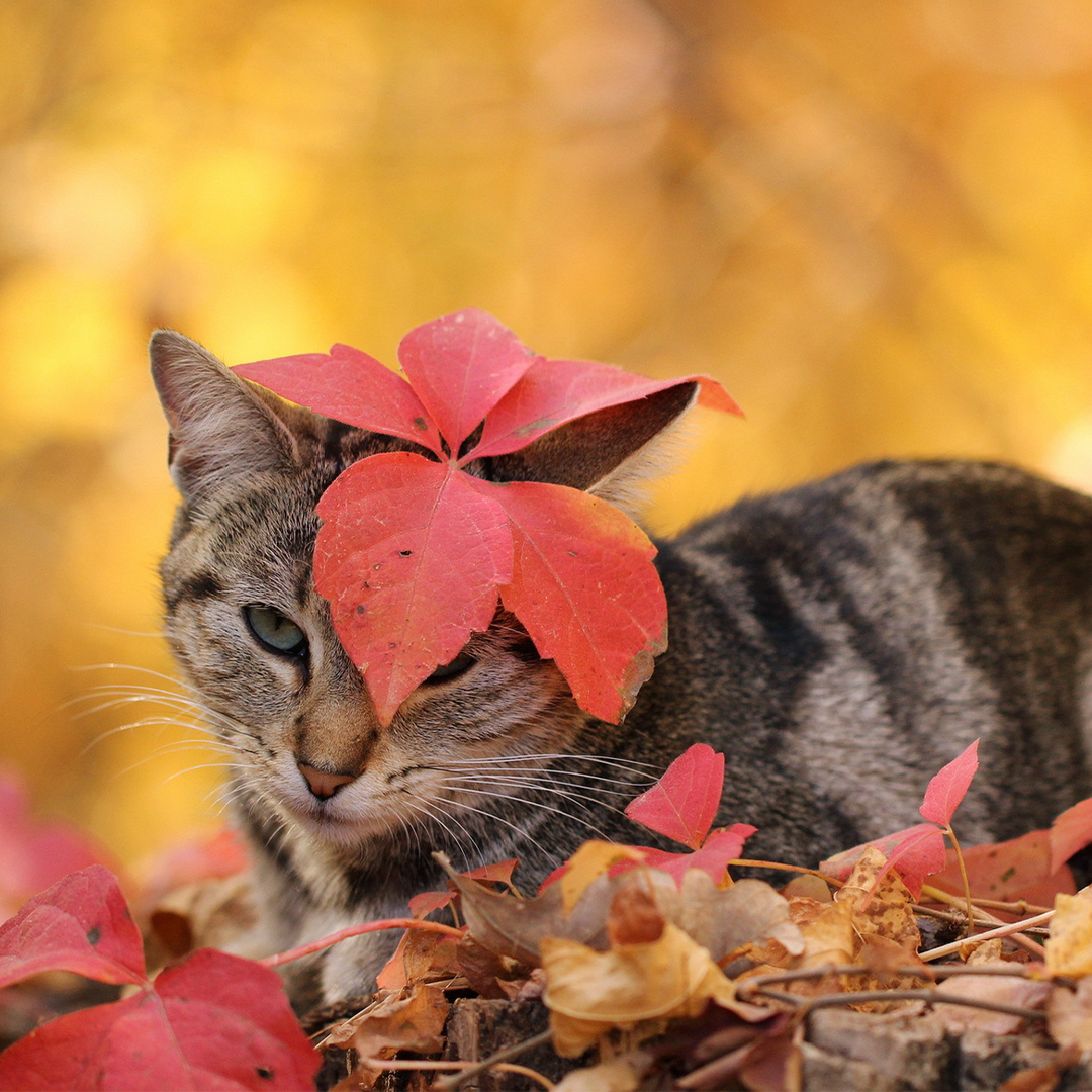 2025 PawsWatch Autumn Raffle and Fundraiser