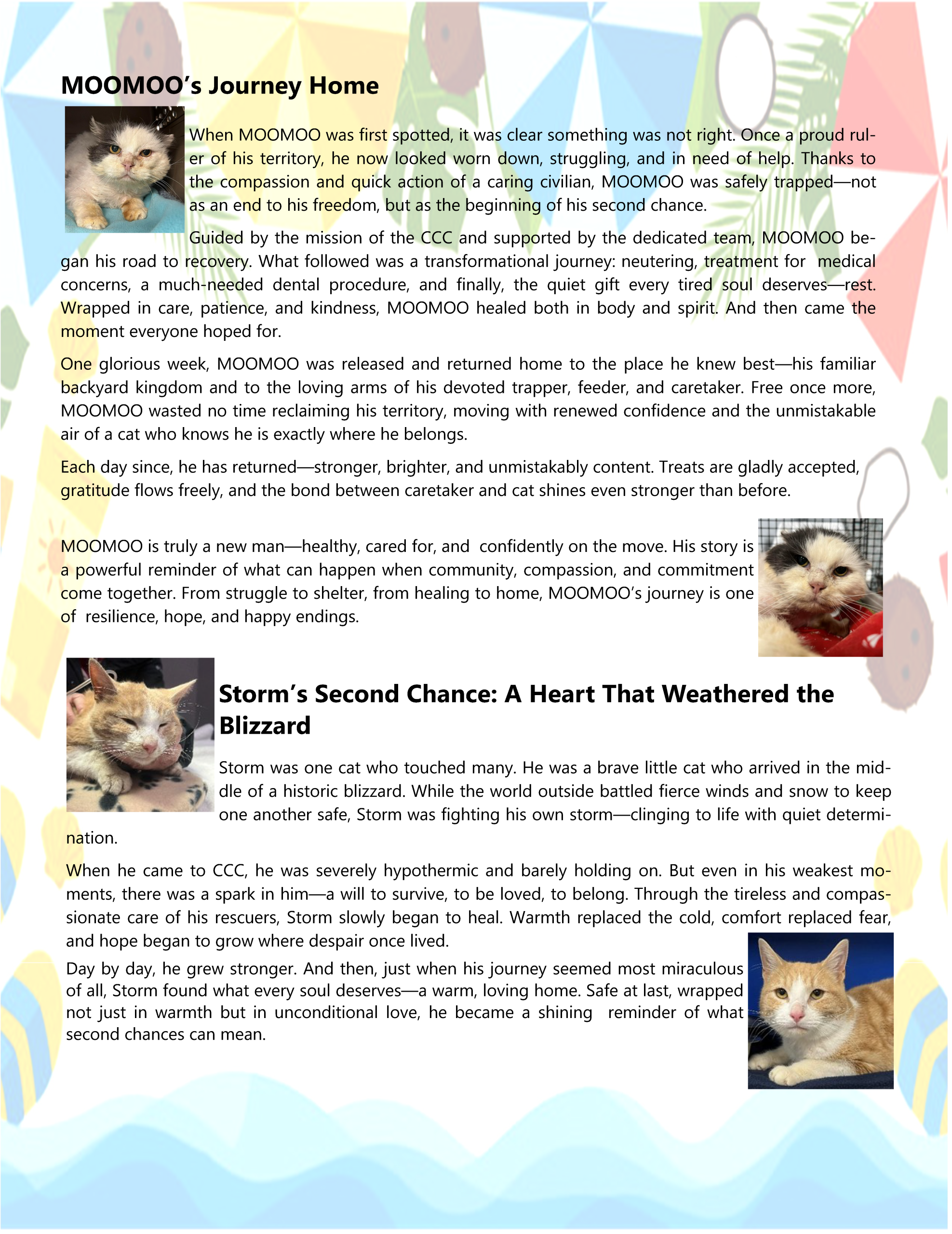 2026 Pawswatch Summer Appeal Letter