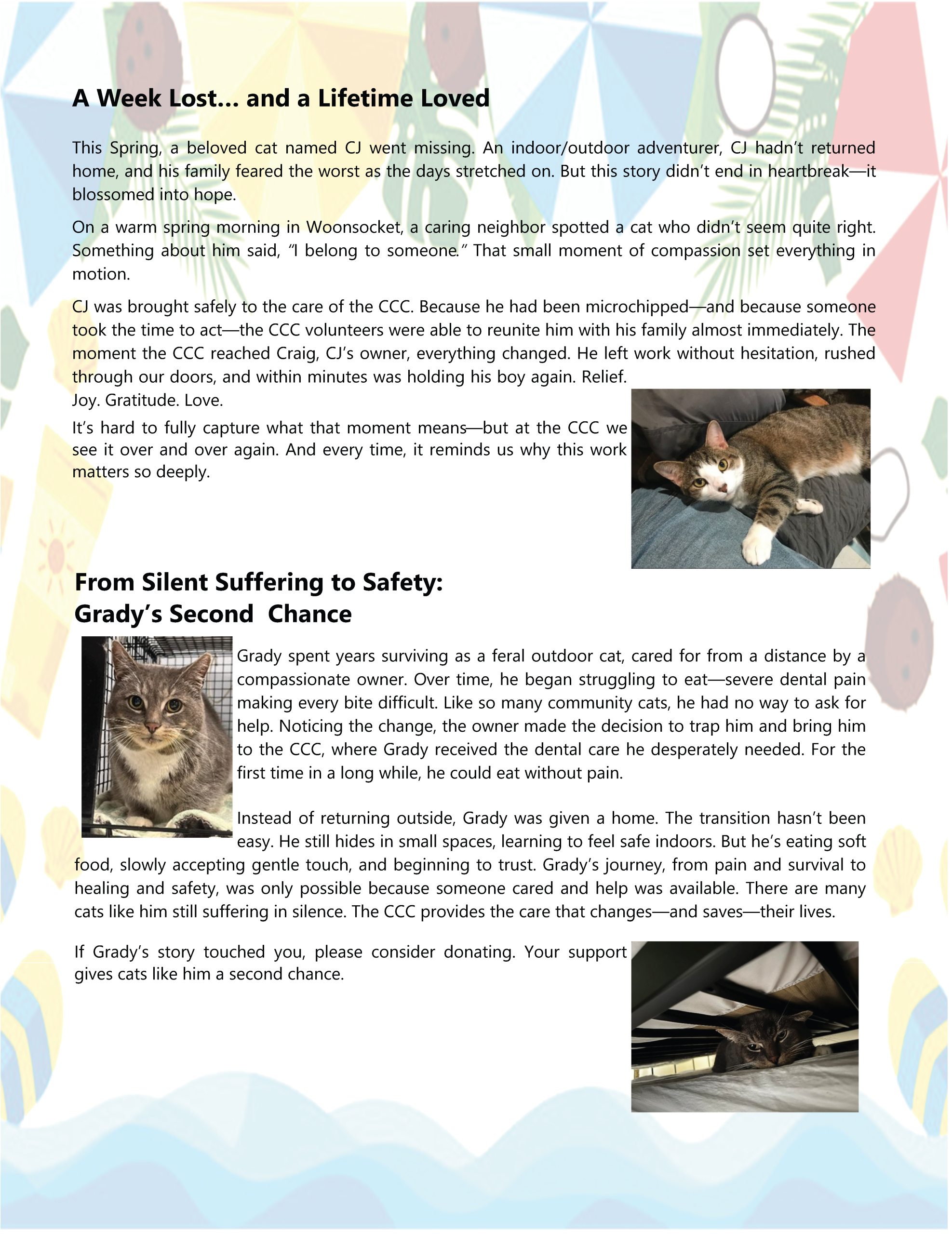 2026 Pawswatch Summer Appeal Letter